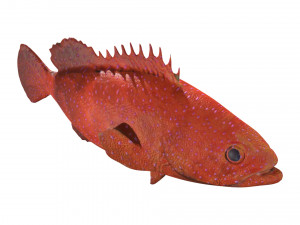 rigged grouper fish 3D Model