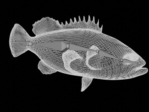 rigged grouper fish 3D Model