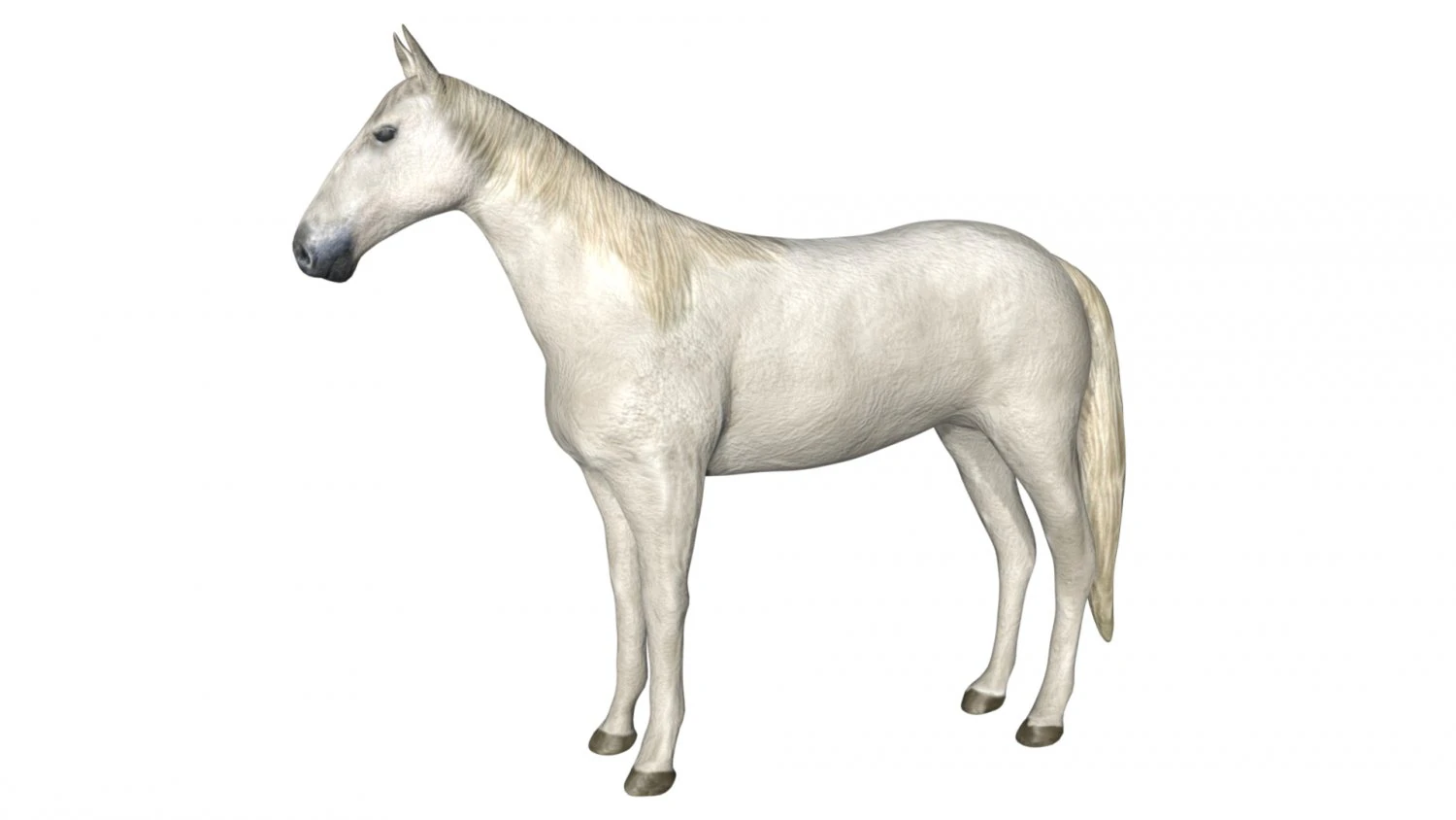 rigged horse 3D Model .c4d .max .obj .3ds .fbx .stl .blend 