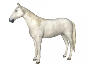 कठोर घोड़ा 3D मॉडल