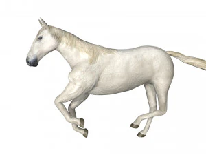 rigged horse 3D Model