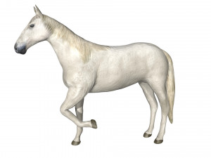 rigged horse 3D Модель