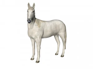 rigged horse 3D Model