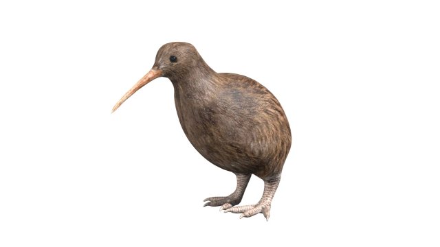 rigged kiwi bird Modello 3D .c4d .max .obj .3ds .fbx .stl .blend 