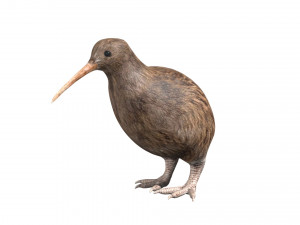 rigged kiwi bird 3D Model
