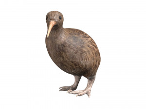 rigged kiwi bird Modello 3D