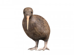 rigged kiwi bird Modello 3D