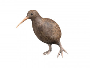 rigged kiwi bird Modello 3D
