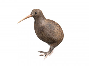 rigged kiwi bird Modello 3D