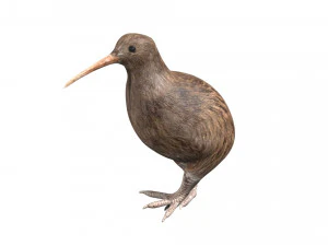 कठोर कीवी पक्षी 3D मॉडल