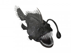 anglerfish angler fish sea monster Modello 3D