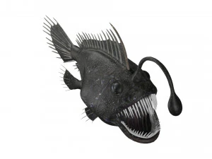 anglerfish angler fish sea monster 3D Model