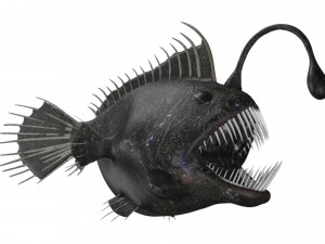 anglerfish angler fish sea monster Modello 3D