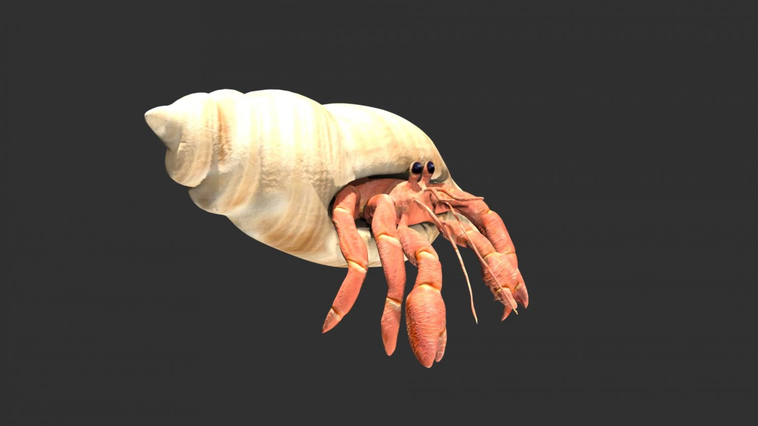hermit crab hermitcrab 3D Model .c4d .max .obj .3ds .fbx .stl .blend 