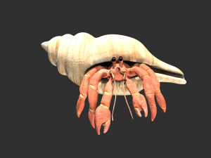 hermit crab hermitcrab Modèle 3D