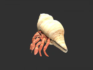 hermit crab hermitcrab 3D Model
