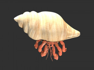 hermit crab hermitcrab Modèle 3D