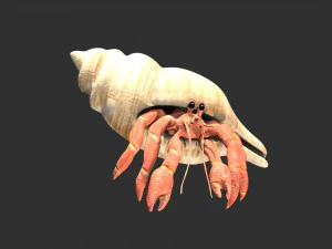 hermit crab hermitcrab 3D Model