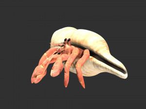 hermit crab hermitcrab Modèle 3D