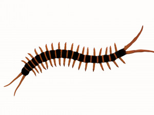 centipede worm worms earthworm 3D Model