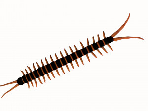 centipede worm worms earthworm Model 3D