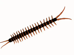 centipede worm worms earthworm 3D Model