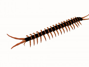 centipede worm worms earthworm Model 3D
