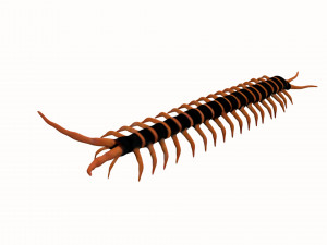 centipede worm worms earthworm Model 3D