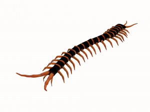centipede worm worms earthworm Model 3D