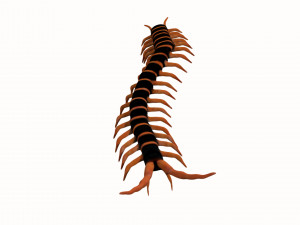 centipede worm worms earthworm Model 3D