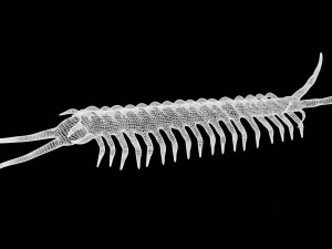 centipede worm worms earthworm 3D Model