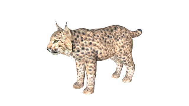 lion lynx 3Dモデル .c4d .max .obj .3ds .fbx .stl .blend 