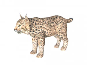lince le&atilde;o Modelo 3D
