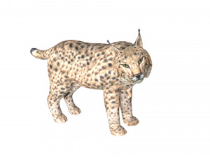 lion lynx 3Dモデル