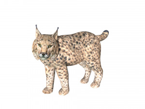 lion lynx 3Dモデル