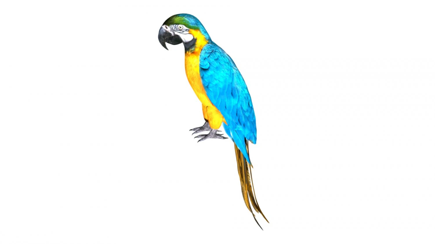 parrot macaw blue rio 3D Model .c4d .max .obj .3ds .fbx .stl .blend
