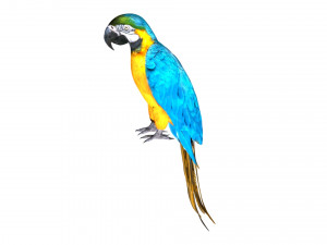 parrot macaw blue rio 3D Model