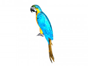 parrot macaw blue rio 3D Модель
