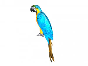 parrot macaw blue rio 3D Model
