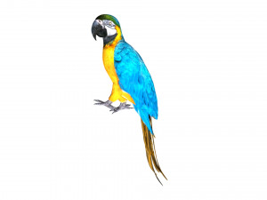 parrot macaw blue rio 3D Модель