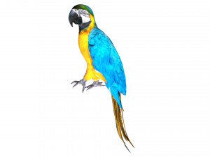 parrot macaw blue rio 3D Модель