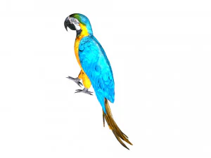 parrot macaw blue rio 3D Model