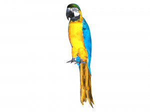 parrot macaw blue rio 3D Модель