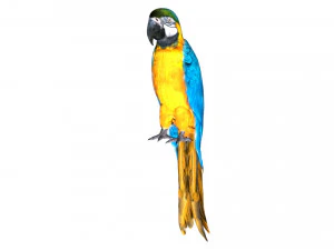 parrot macaw blue rio 3D Model