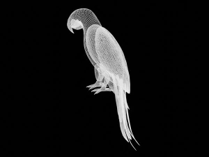 parrot macaw blue rio 3D Model