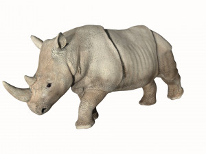 rhinoceros rhino Modello 3D