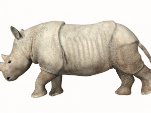 rhinoceros rhino 3D Model