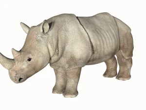 rhinoceros rhino 3D Model