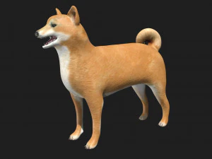 shiba inu dog 3D Model