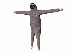 sloth Modèle 3D